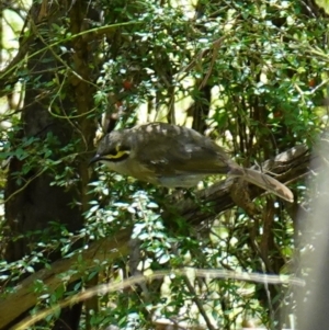 Caligavis chrysops at Paddys River, ACT - suppressed