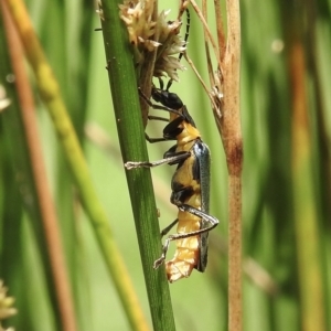 Chauliognathus lugubris at Burradoo, NSW - 11 Feb 2023