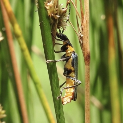 Chauliognathus lugubris (Plague Soldier Beetle) at Burradoo, NSW - 11 Feb 2023 by GlossyGal