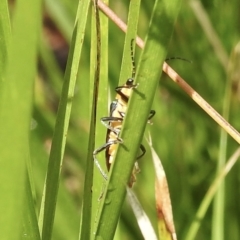 Chauliognathus lugubris at Burradoo, NSW - 11 Feb 2023