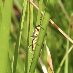 Chauliognathus lugubris at Burradoo, NSW - 11 Feb 2023