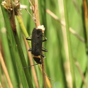 Chauliognathus lugubris at Burradoo, NSW - 11 Feb 2023