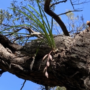 Cymbidium suave at Worrowing Heights, NSW - suppressed