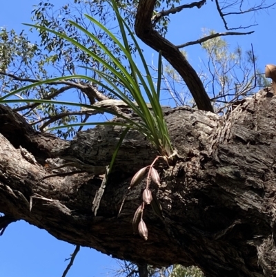 Cymbidium suave (Snake Orchid) at Worrowing Heights, NSW - 16 Feb 2023 by AnneG1