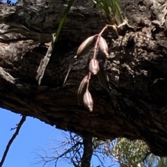 Cymbidium suave at Worrowing Heights, NSW - suppressed