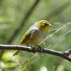 Zosterops lateralis (Silvereye) at Paddys River, ACT - 10 Feb 2023 by RobG1