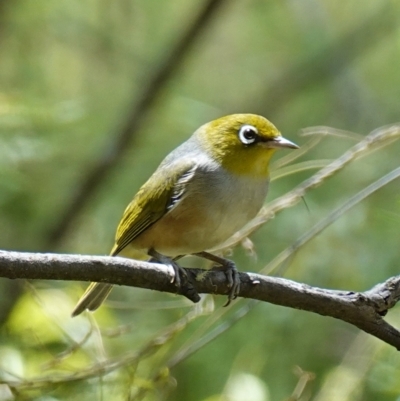 Zosterops lateralis (Silvereye) at Paddys River, ACT - 10 Feb 2023 by RobG1