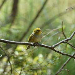 Zosterops lateralis at Paddys River, ACT - suppressed