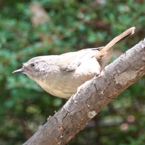 Sericornis frontalis at Paddys River, ACT - 10 Feb 2023