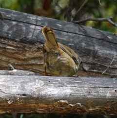 Sericornis frontalis at Paddys River, ACT - 10 Feb 2023