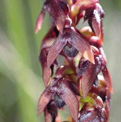 Corunastylis woollsii (Dark Midge Orchid) at Vincentia, NSW - 14 Feb 2023 by AnneG1