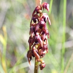 Corunastylis woollsii at Vincentia, NSW - suppressed