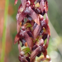 Corunastylis woollsii at Vincentia, NSW - suppressed