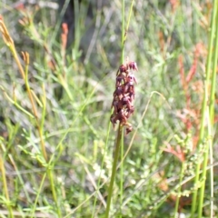 Corunastylis woollsii at Vincentia, NSW - suppressed