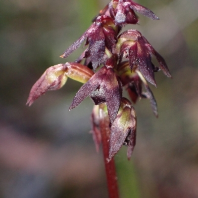 Corunastylis woollsii (Dark Midge Orchid) at Vincentia, NSW - 15 Feb 2023 by AnneG1