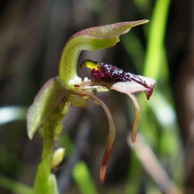 Chiloglottis reflexa (Short-clubbed Wasp Orchid) at Undefined Area - 10 Feb 2023 by RobG1