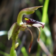 Chiloglottis reflexa (Short-clubbed wasp orchid) at Undefined Area - 10 Feb 2023 by RobG1