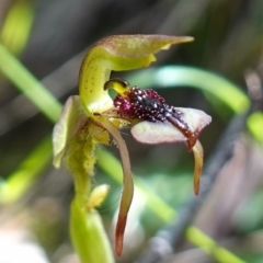 Chiloglottis reflexa at Undefined Area - suppressed