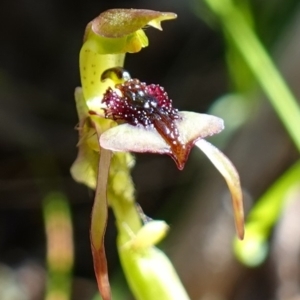 Chiloglottis reflexa at Undefined Area - suppressed