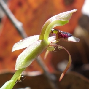 Chiloglottis reflexa at Undefined Area - suppressed