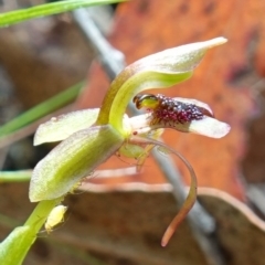 Chiloglottis reflexa at Undefined Area - suppressed