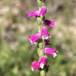 Spiranthes australis at Vincentia, NSW - 15 Feb 2023