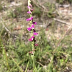 Spiranthes australis at Vincentia, NSW - 15 Feb 2023