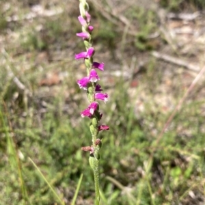 Spiranthes australis at Vincentia, NSW - 15 Feb 2023