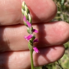 Spiranthes australis at Vincentia, NSW - 15 Feb 2023