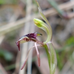 Chiloglottis reflexa (Short-clubbed Wasp Orchid) at Tidbinbilla Nature Reserve - 10 Feb 2023 by RobG1