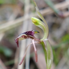 Chiloglottis reflexa (Short-clubbed wasp orchid) at Paddys River, ACT - 10 Feb 2023 by RobG1