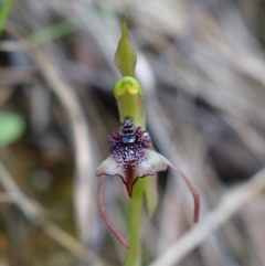 Chiloglottis reflexa at Paddys River, ACT - suppressed