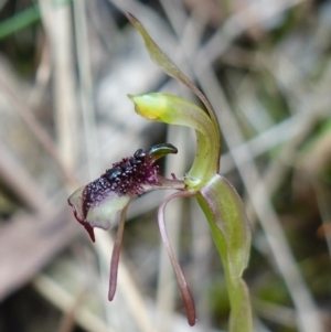 Chiloglottis reflexa at Paddys River, ACT - 10 Feb 2023