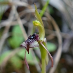 Chiloglottis reflexa at Paddys River, ACT - 10 Feb 2023