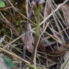 Chiloglottis reflexa at Paddys River, ACT - 10 Feb 2023