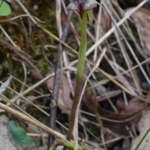 Chiloglottis reflexa at Paddys River, ACT - 10 Feb 2023