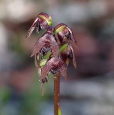 Corunastylis woollsii (Dark Midge Orchid) at Jervis Bay National Park - 15 Feb 2023 by AnneG1