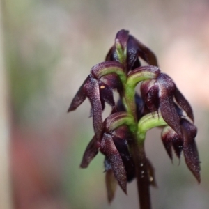 Corunastylis woollsii at Vincentia, NSW - suppressed