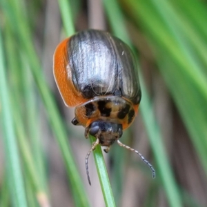 Paropsisterna agricola at Paddys River, ACT - suppressed