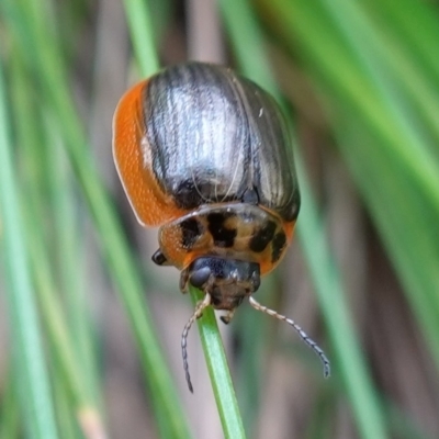Paropsisterna agricola (Eucalyptus leaf beetle) at Tidbinbilla Nature Reserve - 10 Feb 2023 by RobG1