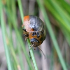 Paropsisterna agricola at Paddys River, ACT - 10 Feb 2023