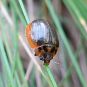 Paropsisterna agricola at Paddys River, ACT - 10 Feb 2023