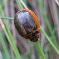 Paropsisterna agricola at Paddys River, ACT - 10 Feb 2023