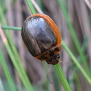 Paropsisterna agricola at Paddys River, ACT - suppressed