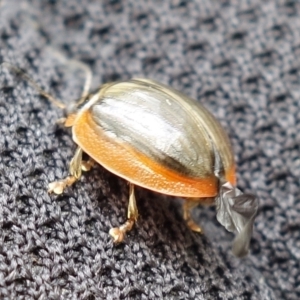 Paropsisterna agricola at Paddys River, ACT - suppressed