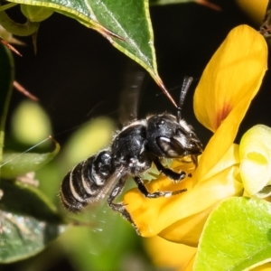 Megachile sp. (several subgenera) at Acton, ACT - 17 Feb 2023 10:19 AM