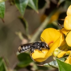 Megachile sp. (several subgenera) at Acton, ACT - 17 Feb 2023 10:19 AM