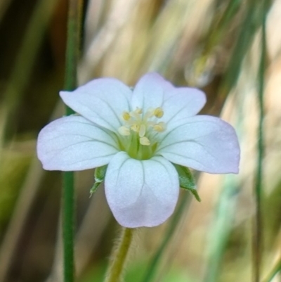 Geranium potentilloides (Soft Crane's-bill) at Tidbinbilla Nature Reserve - 10 Feb 2023 by RobG1