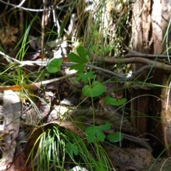Geranium potentilloides at Paddys River, ACT - 10 Feb 2023