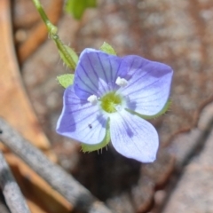 Veronica calycina (Hairy Speedwell) at Tidbinbilla Nature Reserve - 10 Feb 2023 by RobG1